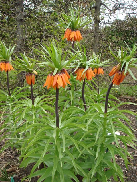 Fritillaria imperialis